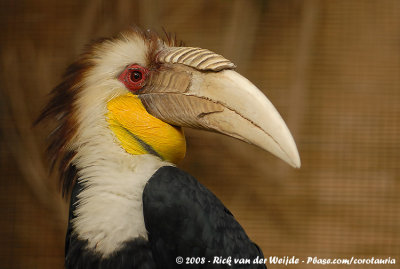 Gewone Jaarvogel / Wreathed Hornbill