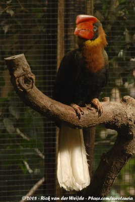 Rosse Neushoornvogel / Rufous Hornbill