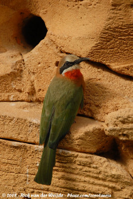Witkapbijeneter / White-Fronted Bee-Eater