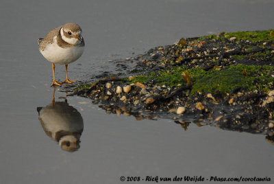 Bontbekplevier / Common Ringed Plover