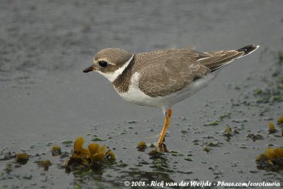 Bontbekplevier / Common Ringed Plover