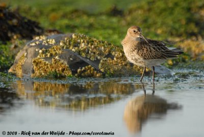 Bonte Strandloper / Dunlin