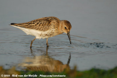 Bonte Strandloper / Dunlin