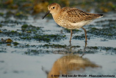 Bonte Strandloper / Dunlin