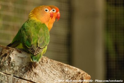 Fischers Agapornis / Fischer's Lovebird