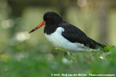 Oystercatchers  (Scholekster)