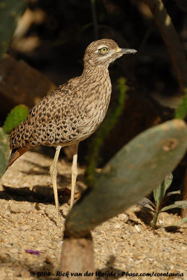 Kaapse Griel / Spotted Thick-Knee