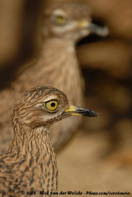 Kaapse Griel / Spotted Thick-Knee
