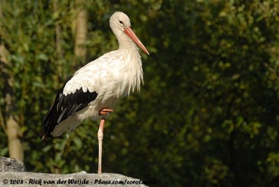 Ooievaar / White Stork