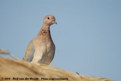 Laughing Dove<br><i>Spilopelia senegalensis aegyptiaca</i>