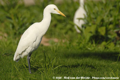 Western Cattle EgretBubulcus ibis