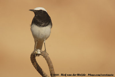 Hooded WheatearOenanthe monacha