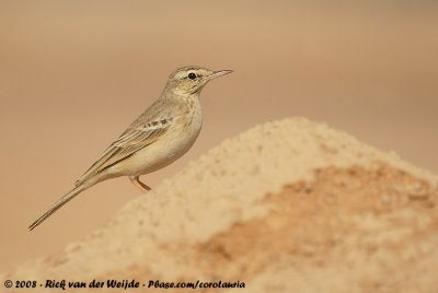 Tawny PipitAnthus campestris campestris