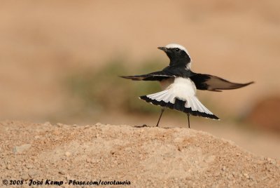 Mourning WheatearOenathe lugens lugens