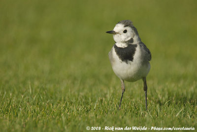 White Wagtail<br><i>Motacilla alba alba</i>