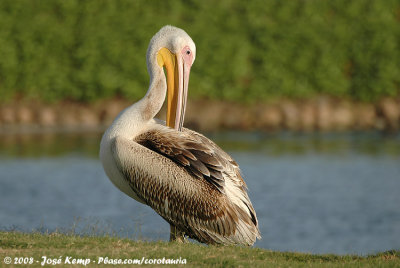 Great White PelicanPelecanus onocrotalus