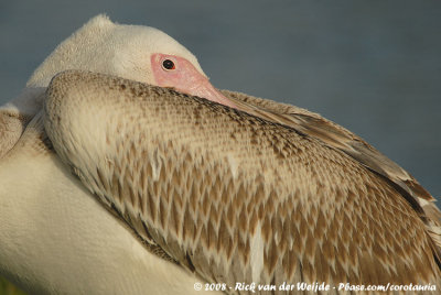 Great White PelicanPelecanus onocrotalus