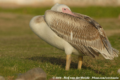 Great White PelicanPelecanus onocrotalus