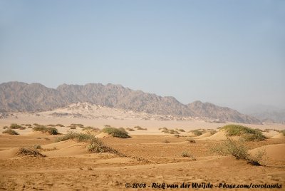 The Sceneries of Egypt