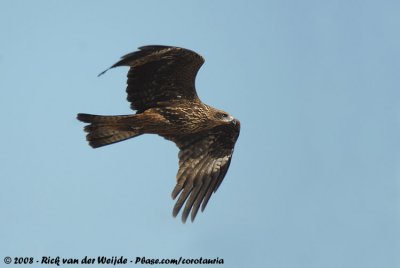 Black KiteMilvus migrans migrans