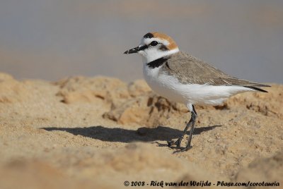 Kentish Plover<br><i>Anarhynchus alexandrinus alexandrinus</i>