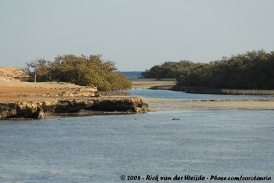 The Mangrove of Ras Mohammed