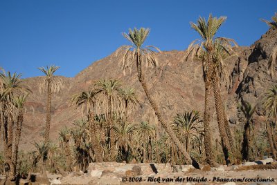 Palms at the Oasis