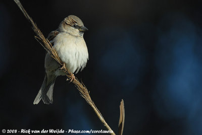 House SparrowPasser domesticus biblicus