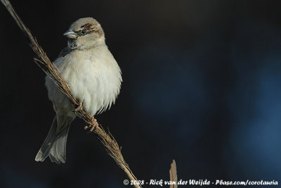 Old World Sparrows  and Snowfinches (Mussen en Sneeuwvinken)