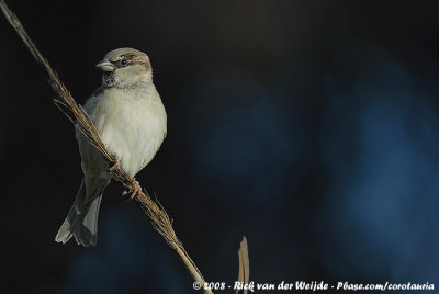 House SparrowPasser domesticus biblicus