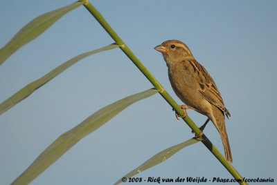 House SparrowPasser domesticus biblicus