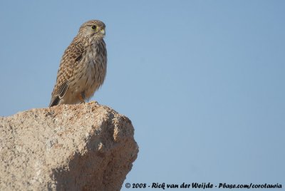 Common KestrelFalco tinnunculus rupicolaeformis