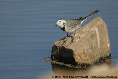 White WagtailMotacilla alba alba