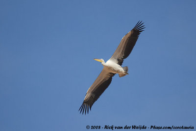 Great White PelicanPelecanus onocrotalus