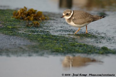 Bontbekplevier / Common Ringed Plover