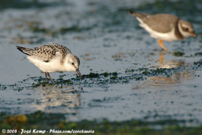 SanderlingCalidris alba alba