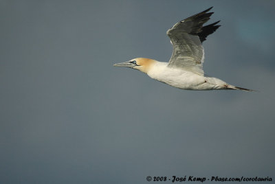 Northern Gannet<br><i>Morus bassanus</i>