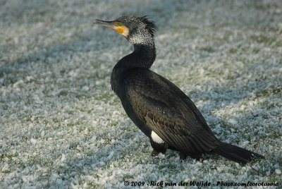 Great CormorantPhalacrocorax carbo sinensis