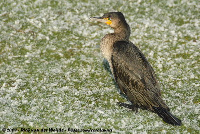 Great CormorantPhalacrocorax carbo sinensis