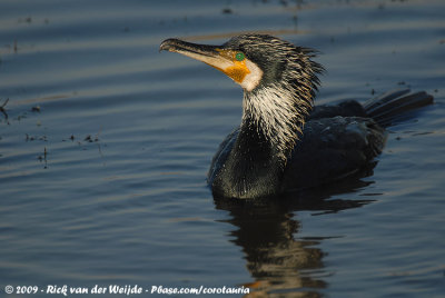 Great CormorantPhalacrocorax carbo sinensis