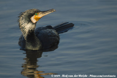 Great CormorantPhalacrocorax carbo sinensis