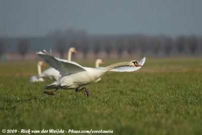 Mute SwanCygnus olor