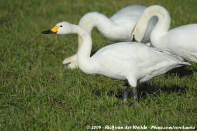 Bewick's SwanCygnus columbianus bewickii