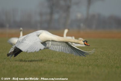 Mute SwanCygnus olor