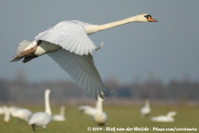 Mute Swan  (Knobbelzwaan)