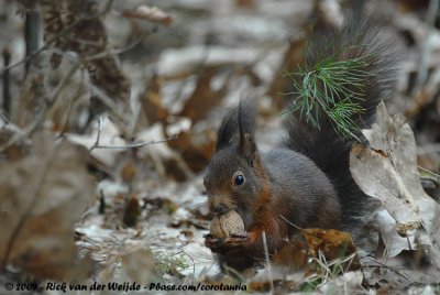 Eurasian Red SquirrelSciurus vulgaris vulgaris