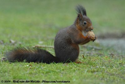 Eurasian Red SquirrelSciurus vulgaris vulgaris