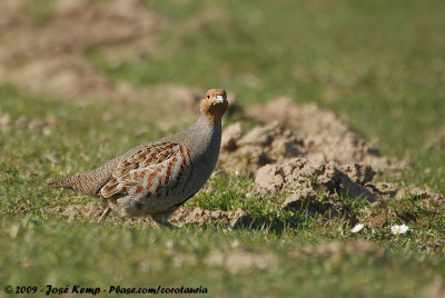 Grey PartridgePerdix perdix perdix