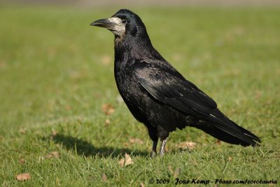 Eurasian RookCorvus frugilegus frugilegus