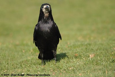 Eurasian RookCorvus frugilegus frugilegus